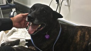 Puskas, a Santa Ana police K-9 unit, is seen recovering on Feb. 27, 2018, after he lost teeth trying to take down a suspect the day before and had to undergo surgery on his jaw. (Credit: Santa Ana Police Department via Twitter)