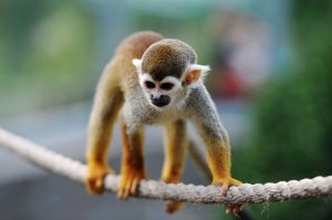 The FDA terminated a nicotine study on squirrel monkeys after four monkeys died. (Credit: VCG/Getty Images)