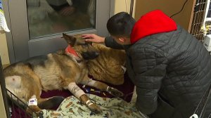 The teen pets his beloved dog Rex, who is recovering after being beaten and shot during a home-invasion in Des Moines, Washington, on Feb. 21, 2018. (Credit: KCPQ)