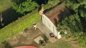 The nimble cat leaped on a shed and over a hedge as it attempted to elude authorities on March 26, 2018. (Credit: KTLA)