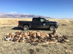 Raptors, birds and a mountain lion found on a Northern California property are shown in a photo released by the California Department of Fish and Wildlife on March 15, 2018.