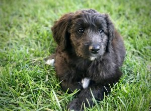 Cali Brown is shown in her official Deputy First Dog portrait on Gov. Jerry Brown's website.
