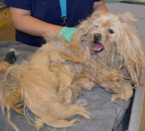 The dog's coat was completely matted, including some parts that were several inches thick. (Credit: Riverside County Department of Animal Services)