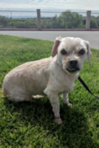 An Animal Services photo shows the canine after her fur was shaved off.