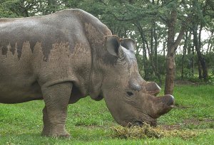 Sudan, the last male northern white rhino on the planet, is seen on May 23, 2015 at the Ol Pejeta sanctuary in Kenya's Mt. Kenya region north of the capital, Nairobi. (Credit: TONY KARUMBA/AFP/Getty Images)