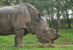 Sudan, the last male northern white rhino on the planet, is seen on May 23, 2015 at the Ol Pejeta sanctuary in Kenya's Mt. Kenya region north of the capital, Nairobi. (Credit:  TONY KARUMBA/AFP/Getty Images)