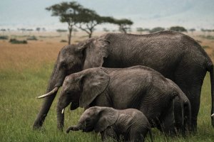 A photo taken on January 24, 2018, shows elephants feeding in the Mara Triangle, the north-western part of Masai Mara national reserve managed by non-profit organization Mara Conservancy, in southern Kenya. (Credit: YASUYOSHI CHIBA/AFP/Getty Images)