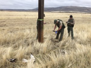 Wildlife officers are shown conducting an investigation into the dead raptors in a photo released by the California Department of Fish and Wildlife on March 15, 2018.