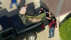 Authorities captured the big cat after containing the mountain lion in a cul-de-sac in Azusa on March 26, 2018. (Credit: KTLA)