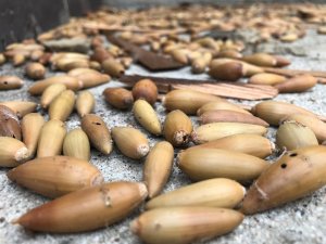 Janeece Flint believes the nuts – or more likely, acorns – were hidden in the structure by a woodpecker or woodpeckers. (Credit: Dave Mecham / KTLA) 