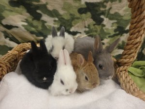 Some of the rabbits up for adoption at Los Angeles city shelters are shown in a photo provided by the Animal Services Department on March 8, 2018.