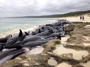 150 whales stranded in Western Australia near Hamelin Bay, 186 miles south of Perth, Western Australia/Preparations are underway to move the seven-surviving short-finned pilot whales into deeper water by nightfall. (Credit: Sam Maffett/Instagram)