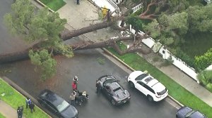 A large tree that fell in Studio City was among the first reported damage as a result of a major storm moving into Southern California on March 21, 2018. (Credit: KTLA)