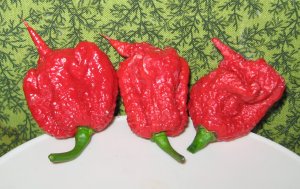 Pods of the Carolina Reaper pepper are seen in a photo from November 2013. (Credit: Dale Thurber via Wikimedia Commons)