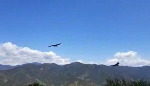 Video shared by the Los Angeles County Sheriff's Department on April 20, 2018 shows a rare California condor sighting.