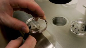 Embryologist Ric Ross holds a dish with human embryos at the La Jolla IVF Clinic on Feb. 28, 2007, in La Jolla in San Diego County. (Credit: Sandy Huffaker/Getty Images)