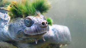 The Mary River turtle, native to Queensland, Australia, has a distinctive green punk-rock hairstyle, two spikes under its chin and the ability to breathe through its genitals. (Credit: Zoological Society of London)