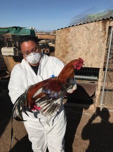 A woman holds a rooster in Lancaster, where the Los Angeles County Sheriff's Department said more than 1,000 birds were seized on April 9, 2018 during an animal cruelty investigation. 