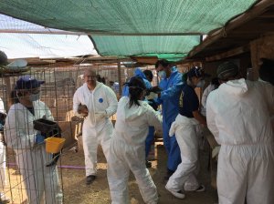 Rescue personnel seize birds in Lancaster on April 9, 2018. (Credit: Los Angeles County Sheriff's Department)