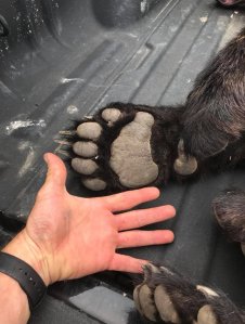 A bear was found by the Ventura Police Department in the area of Solano Street and San Bernardino Avenue in Ventura on May 30, 2018. (Credit: Ventura Police Department)