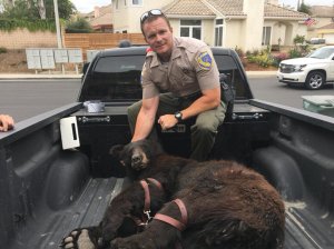 A bear was found by the Ventura Police Department in the area of Solano Street and San Bernardino Avenue in Ventura on May 30, 2018. (Credit: Ventura Police Department)