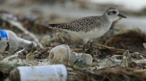 In a file photo, a shorebird is seen walking amid trash that washed ashore after a storm. (Credit: Mark Boster / Los Angeles Times)