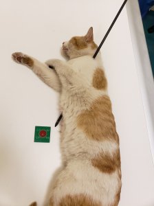 A 2-year-old domestic shorthair cat was rushed into emergency treatment after being found with an arrow penetrating its body in Perris on May 18, 2018. (Credit: Riverside County Department of Animal Services)