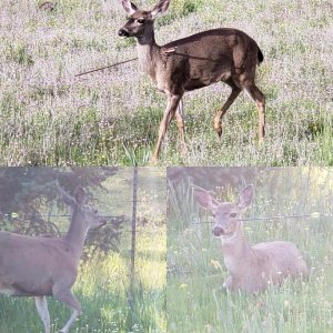 Oregon State Police posted these images of deer on Facebook on April 28, 2018.