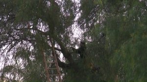 A firefighter climbs a tree in an attempt to get a woman down more than 10 hours after she climbed up on May 15, 2018. (Credit: KTLA)