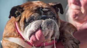 Zsa Zsa, an English bulldog, is seen in an undated photo. (Credit: Getty Images)