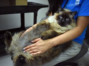 The Pasadena Humane Society released this photo of Chubbs the cat on June 14, 2018.