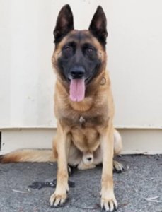 The El Segundo Police Department released this photo of K-9 “Leo” on June 17, 2018.