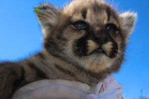 One of P-62's kittens is seen in an image provided by the National Park Service on June 19, 2018.