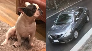 Long Beach police released these images of a French Bulldog stolen during a home burglary and the suspect vehicle in the case on June 18, 2018.