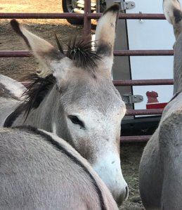 An injured donkey is seen after it was captured on July 23, 2018. (Credit: DonkeyLand via Riverside County Department of Animal Services)