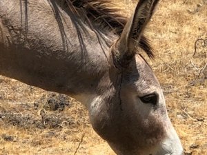 A wounded wild burro is seen on July 18, 2018, after being shot near the ear with an arrow in Riverside County. (Credit: Riverside County Department of Animal Services)