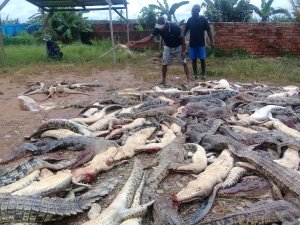 A photo taken on July 14, 2018 shows two men standing among dead crocodiles in West Papua province. (Credit: AFP/Getty Images)