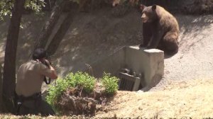 A warden fires a tranquilizer dart at a bear in Granada Hills on July 17, 2018. (Credit: KTLA)