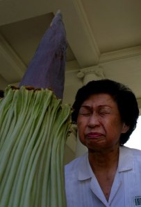 Connie Louie smells the Amorphophallus titanum — "corpse flower" — at the Huntington Library gardens in August 2002. (Credit: Francine Orr / Los Angeles Times)