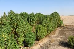 Bundles of marijuana are seen after being seized from a grow in San Bernardino County on Aug. 7, 2018. (Credit: San Bernardino County Sheriff's Department)