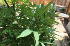 A few marijuana plants, which were seized from an allegedly unlawful grow in San Bernardino County on Aug. 7, 2018, are seen here. (Credit: San Bernardino County Sheriff's Department)