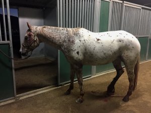 The Riverside County Department of Animal Services released this image of a horse injured in the Cabazon area on Sept. 8, 2018.