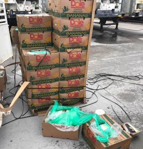 Cocaine was found hidden amid bananas sent to a Texas prison on Sept. 21, 2018. (Credit: Texas Department of Criminal Justice)