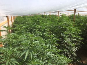 Marijuana plants at an allegedly illegal grow in the Cuyama Valley, which were later seized and destroyed, are seen in a photo released by the Santa Barbara County Sheriff's Office on Sept. 27, 2018.