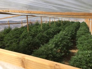 Marijuana plants that were later seized and destroyed after being found at an allegedly illegal grow in the Cuyama Valley is seen in a photo released by the Santa Barbara County Sheriff's Office on Sept. 27, 2018. 
