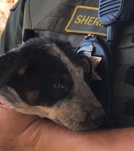 A puppy rescued from an allegedly illegal marijuana grow is seen in this photo released by the Santa Barbara County Sheriff's Office on Sept. 27, 2018.