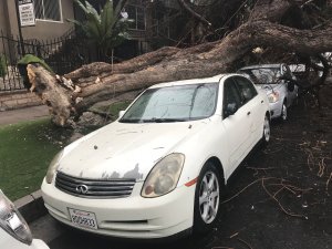 by a tree in Hollywood on Oct. 13, 2018, after a storm swept through the area the night before. (Credit: Drew Kocak)