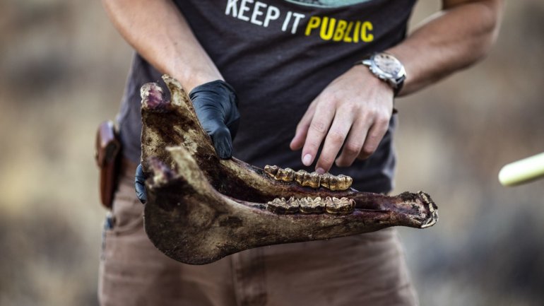 Wildlife biologist Colton Wise examines the remains of a horse in Modoc National Forest in this undated photo. While M166's feline counterparts have feasted mainly on deer, this cougar has garnered a reputation as a horse killer par excellence. (Credit: Kent Nishimura / Los Angeles Times)