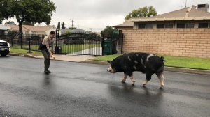 Deputies used Doritos to lure a large, wayward pig back home after it escaped in Highland on Oct. 13, 2018. (Credit: San Bernardino Sheriff's Department)