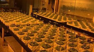 Deputies seized more than 1,000 marijuana plants from an illicit grow operation in La Mirada and arrested five suspects on Oct. 28, 2018. (Credit: Los Angeles County Sheriff's Department)